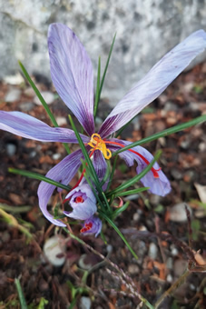 Safran-Krokus Blüte