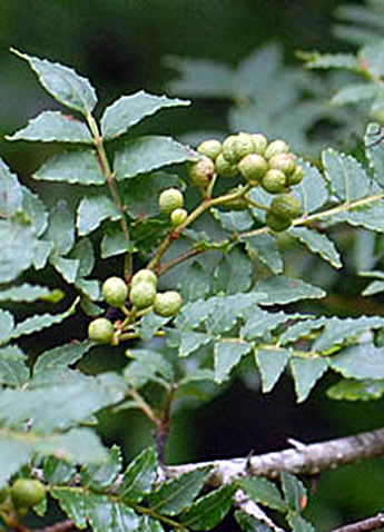 Szechuanpflanze