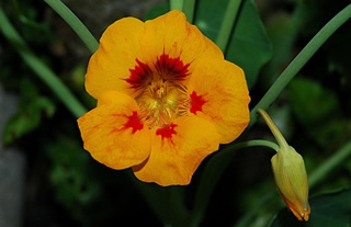 Kapuzinerkresse Blüte