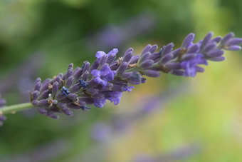 Lavendel-Blüte-Makro