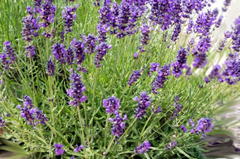 Lavendelstock in Blüte