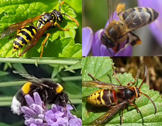 Bienen, Hummeln, Wespen, Hornissen