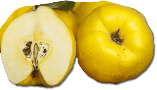 Birnenquitte Früchte
