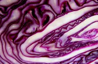 Blaukraut 
