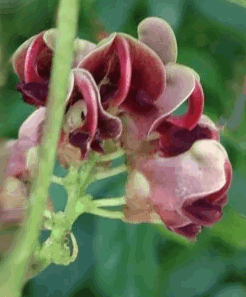 Erdbirne Blüte