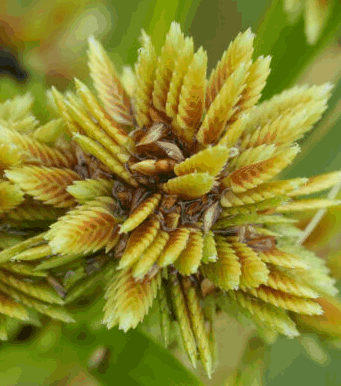 Erdmandel Blüte