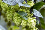 Hopfen