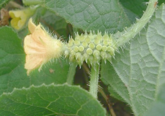 Kiwano Blüte