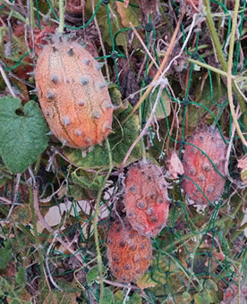 Kiwano Früchte