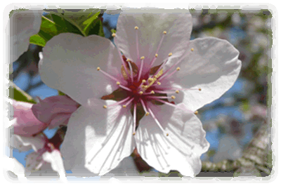 Mandelbaum Blüte