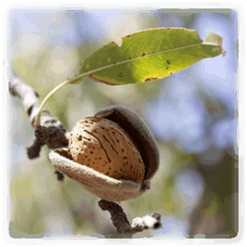 Mandelbaum Frucht