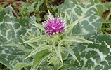 Mariendistel