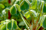 Oca