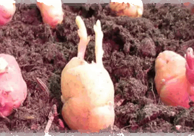 Oca vorgekeimt