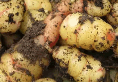 Oca Knolle
