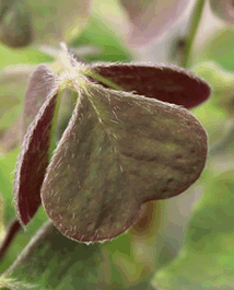 Oca Blatt