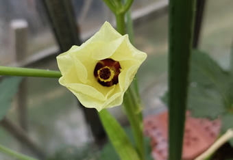 Okra Blüte