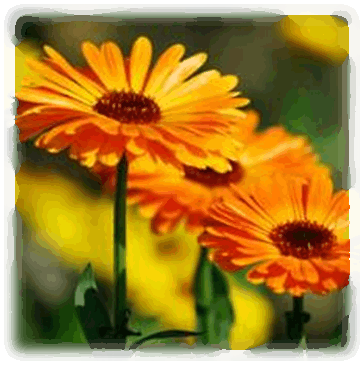 Ringelblumen