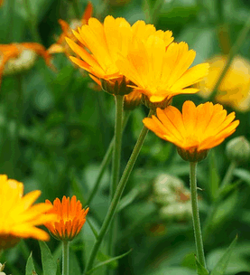 Ringelblumen