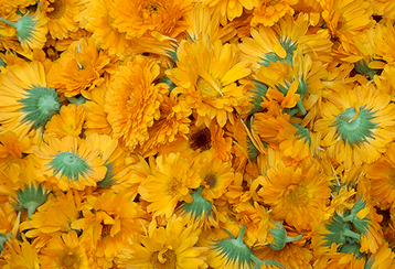 Ringelblumen Blüten