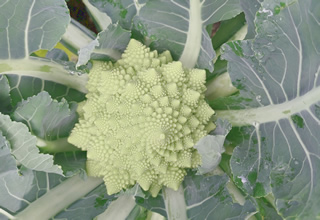 Romanesco erntereif