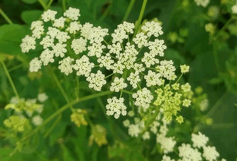 Zuckerwurzel Blüten
