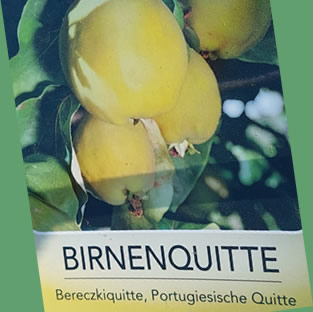 Birnenquitte-Sorte