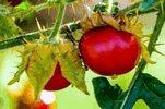 Litschi Tomate