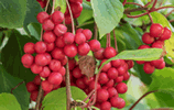 Schisandra