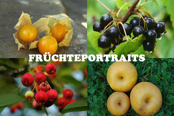 Früchteportraits