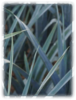 Ackerlauch