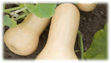 Butternuss