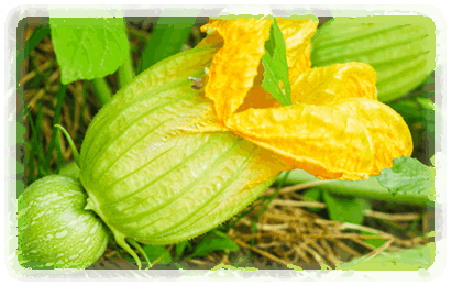 Butternuss Blüte