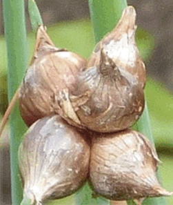 Etagenzwiebel