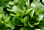 Feldsalat