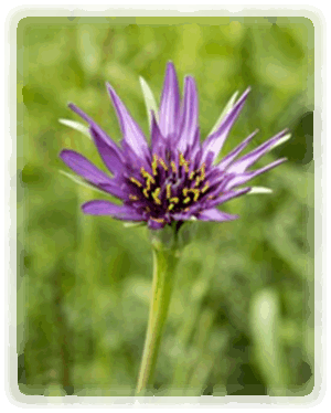 Haferwurzel Blüte