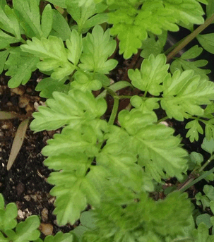 Kerbelrübe