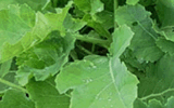 Ewiger Kohl