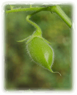 Linsenschote