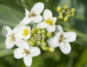 Meerkohl Blüte