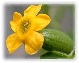 Melothria Blüte