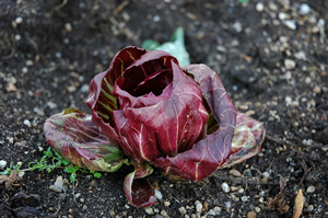 Radicchio