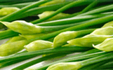 Schnittknoblauch
