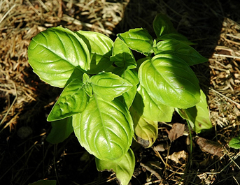 Basilium Genevosa