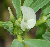 Bockshornklee Blüte