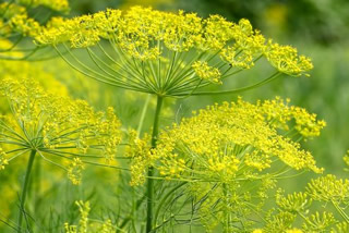 Dill Blütenstände