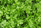 Gartenkresse
