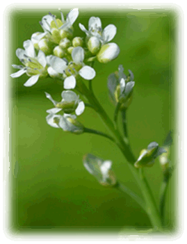 Gartenkresse Blüte
