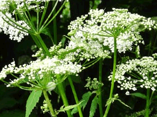Giersch Blüten