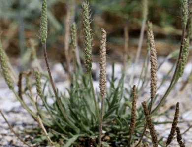 Hirschhornwegerich Blüten